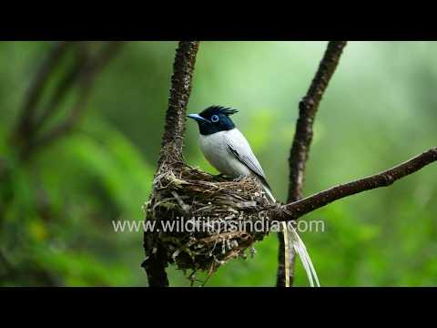 Indian Paradise Flycatcher sits all elegant & dainty on cup-like nest, streaming white tail feathers