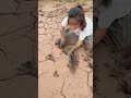 Unbelievable! Catching a giant mud eel with bare hands! 🐍
