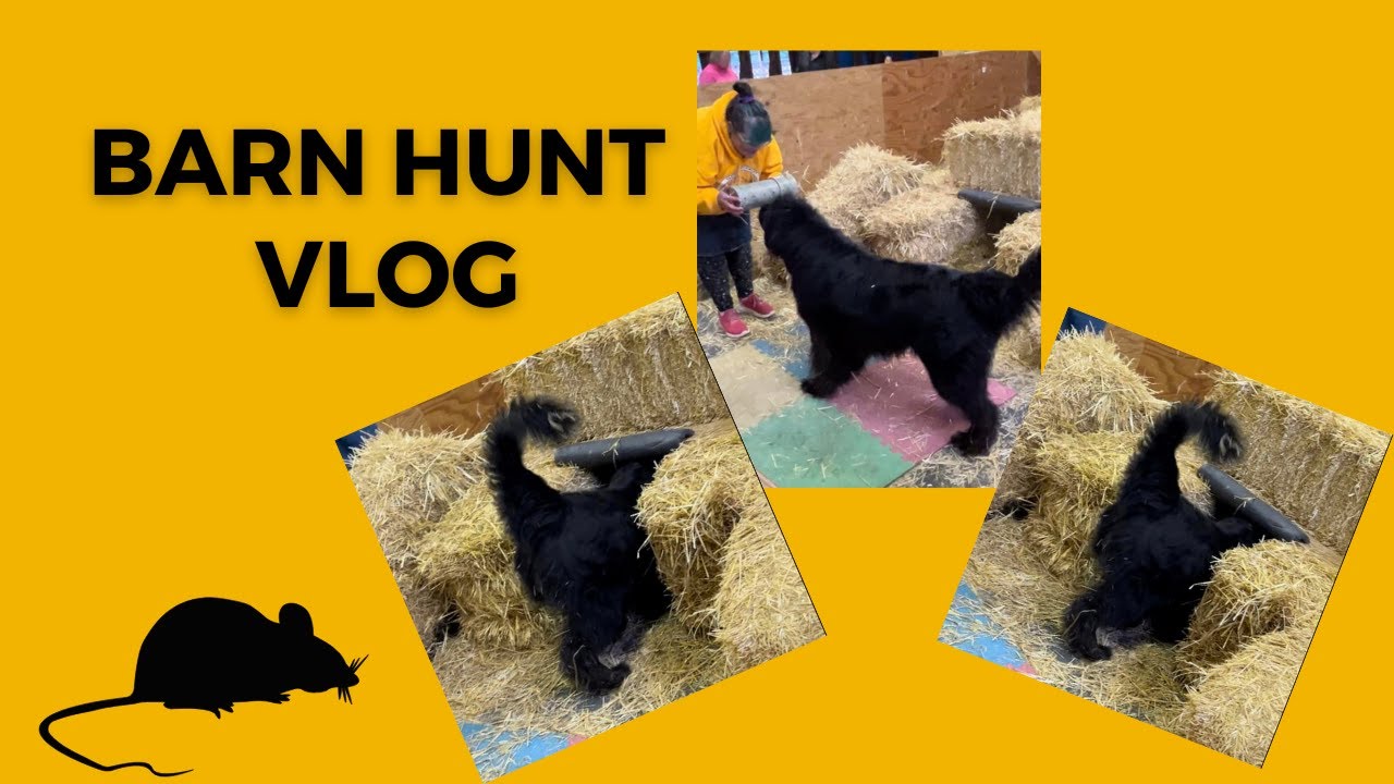 come-barn-hunt-with-us-vlog-newfoundland-dog-barnhunt-dogsports