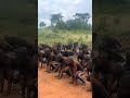 The latest batch of recruit in action🔥🔥🏃♂️💪#corpse #police #security #securityforces #policeaction