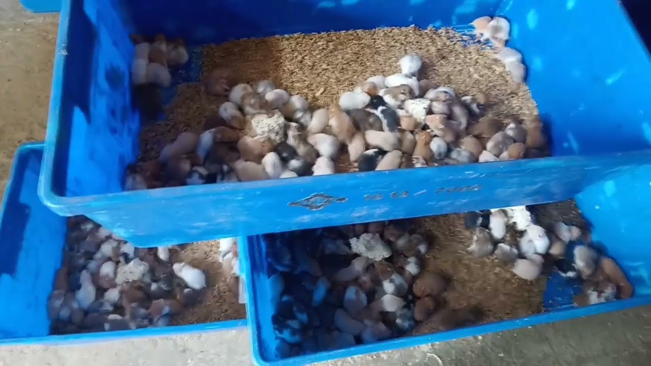 PETERNAKAN HAMSTER TERBESAR DI INDONESIA 🇮🇩  #hamstercare #hamstertreats