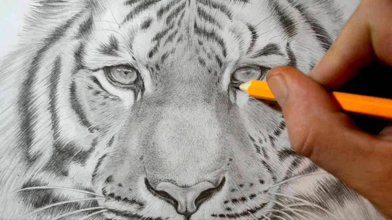 How do you draw a tiger?