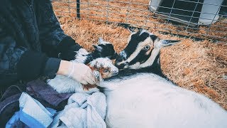 Crossing our fingers she ADOPTS this baby goat!