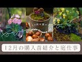 【冬のガーデニング】12月の購入苗紹介と庭仕事|冬の寄せ植えづくり|球根紹介|八ヶ岳自然文化園|萌木の村|