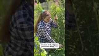 Ферментация чая