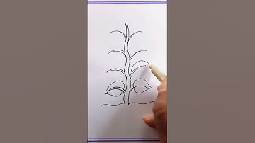 Thumbnail of how to draw plant/how to draw parts of a plant