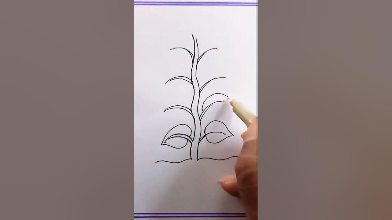 how to draw plant/how to draw parts of a plant