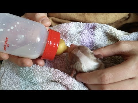 Spotty - The Runt Of The Litter | Time Lapse Day 1 - Week 8