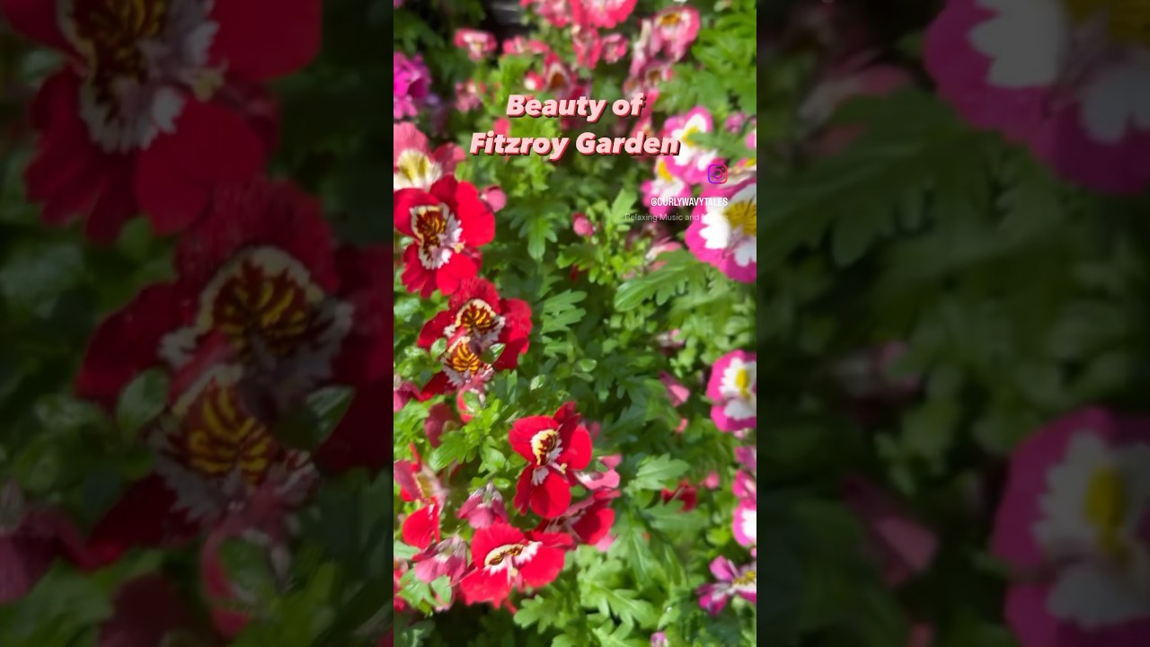 Beauty of “The Conservatory” in 📍Fitzroy Garden, VIC, Australia 