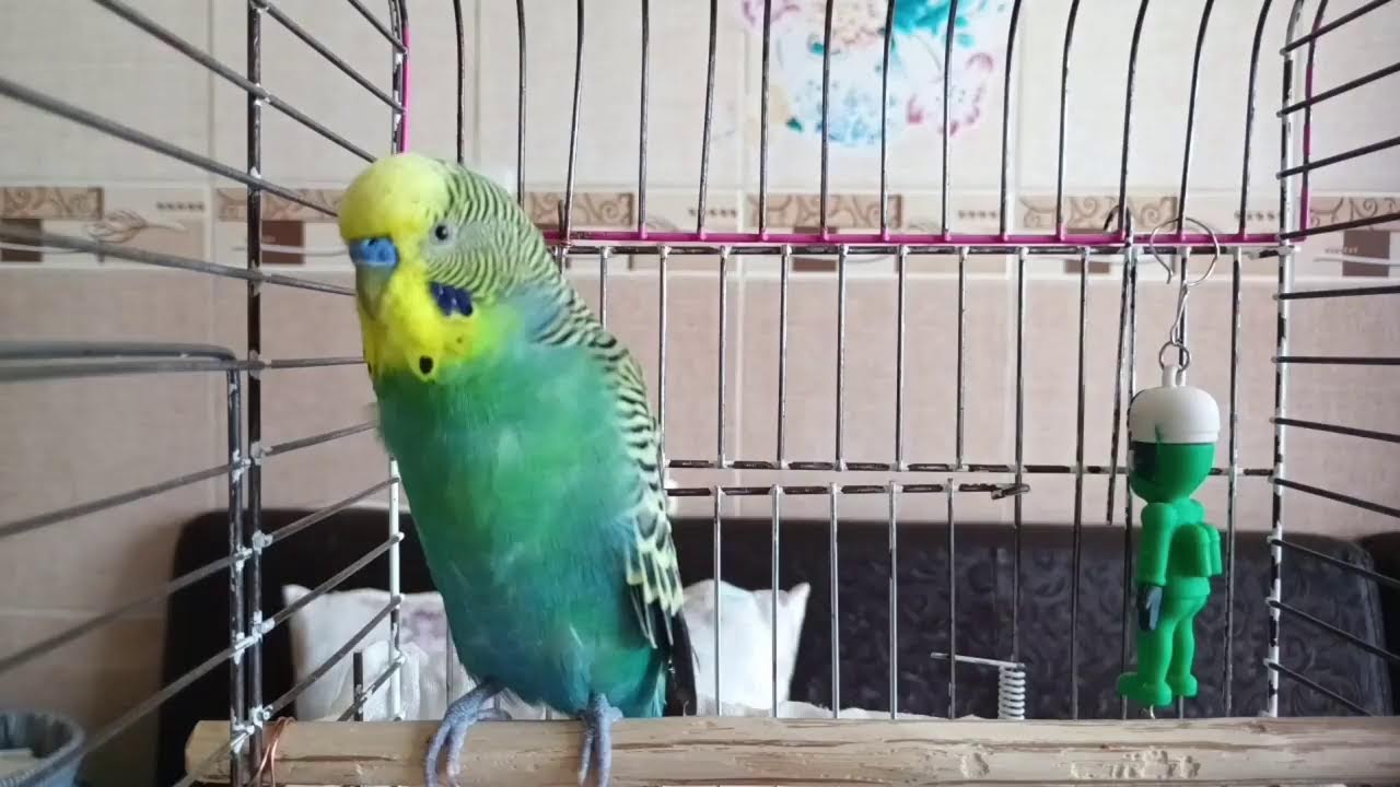 Muhabbet Kuşun Konuşmayı Öğreniyor! 24 Saat Canlı , muhabbet kuşu konuşma, konuşan kuş