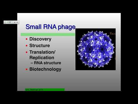 Video: Thaum lub cell lyses virions ua li cas?