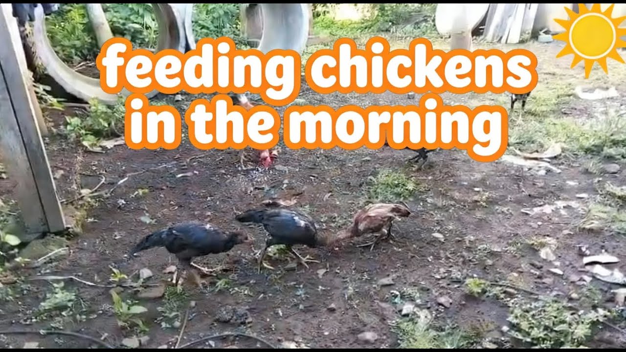 🐔 Feeding Chickens in the Morning | Aktivitas Memberi Makan Ayam Pagi Hari