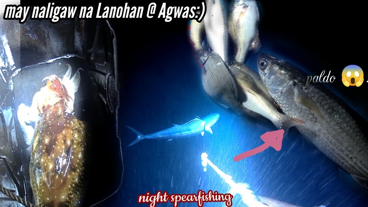 Bihira lang maka huli ng ganitong isda swerte😍 #spearfishing
