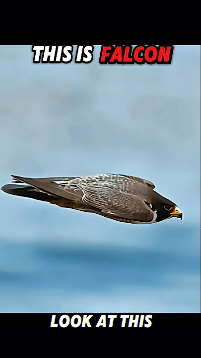 Falcon Shows the Eagle How It's Done #trending #animals #wildlife #birds #falcon #eagle #shorts