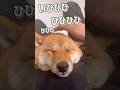 豆柴ロコンの可愛い集2 #柴犬 #豆柴