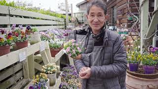 第15回 個人育種 パンジー・ビオラ作品展 #3 - YouTube