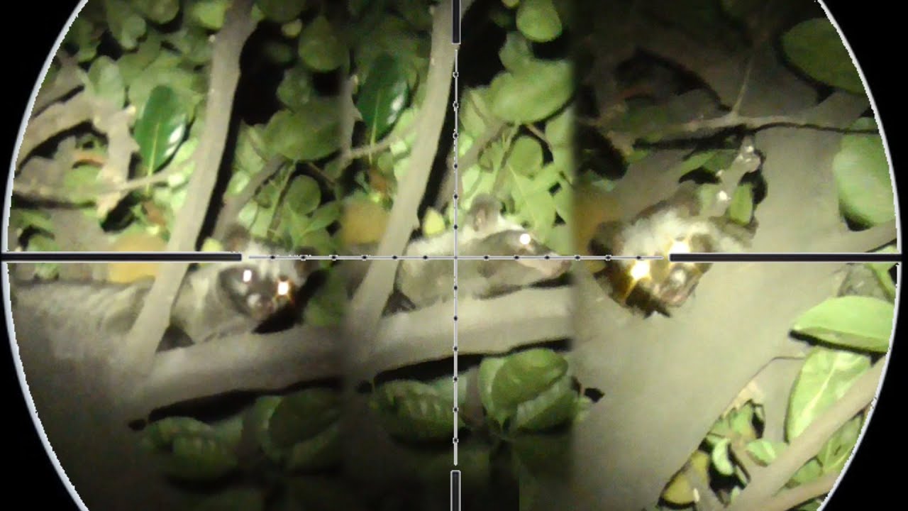 BERBURU MUSANG PANDAN MENGGUNAKAN NV PART 007 V