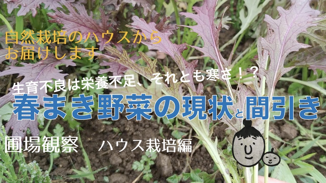 圃場観察と間引き ハウス栽培編 春まき人参 赤リアスからし菜 青梗菜 チンゲンサイ 自然農 自然栽培 Youtube 圃場観察と間引き ハウス栽培編 春まき人参 赤リアスからし菜 青梗菜 チンゲンサイ 自然農 自然栽培 Youtube