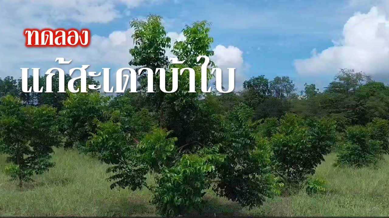 แก้สะเดาบ้าใบให้ออกดอก เป็นการทำเพื่อทดลองที่จะทำให้สะเดาออกดอก