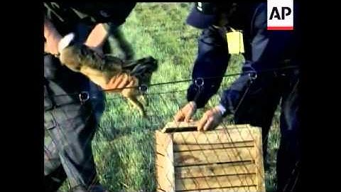 Dozens of wild rabbits are running rampant on the runways at an airport in Milan.  The airport had t