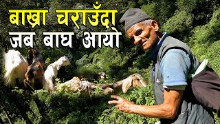 बाघको कुराकानी बाख्रा गोठालासँग जंगलमा || A Shepherd's Journey बनको डौडे || Vlog || Village life ||