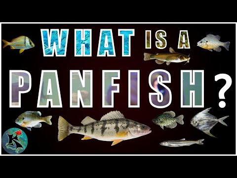 Video: È sicuro mangiare il bluegill?