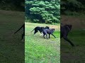 Giants #canecorso #greatdane #bigdogs #youtubeshorts #viral #dogshorts #best #shortvideo #reels