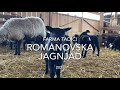 Romanovska jagnjad 2021 - Farma Tadići