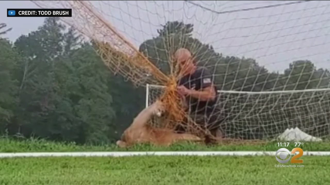 cbs new york weather Deer Rescued From Soccer Net On Long Island