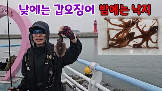 낮에는 봄 갑오징어 밤에는 낙지를 잡을 수 있는 곳 cuttlefish fishing (feat. 꽝선생tv)