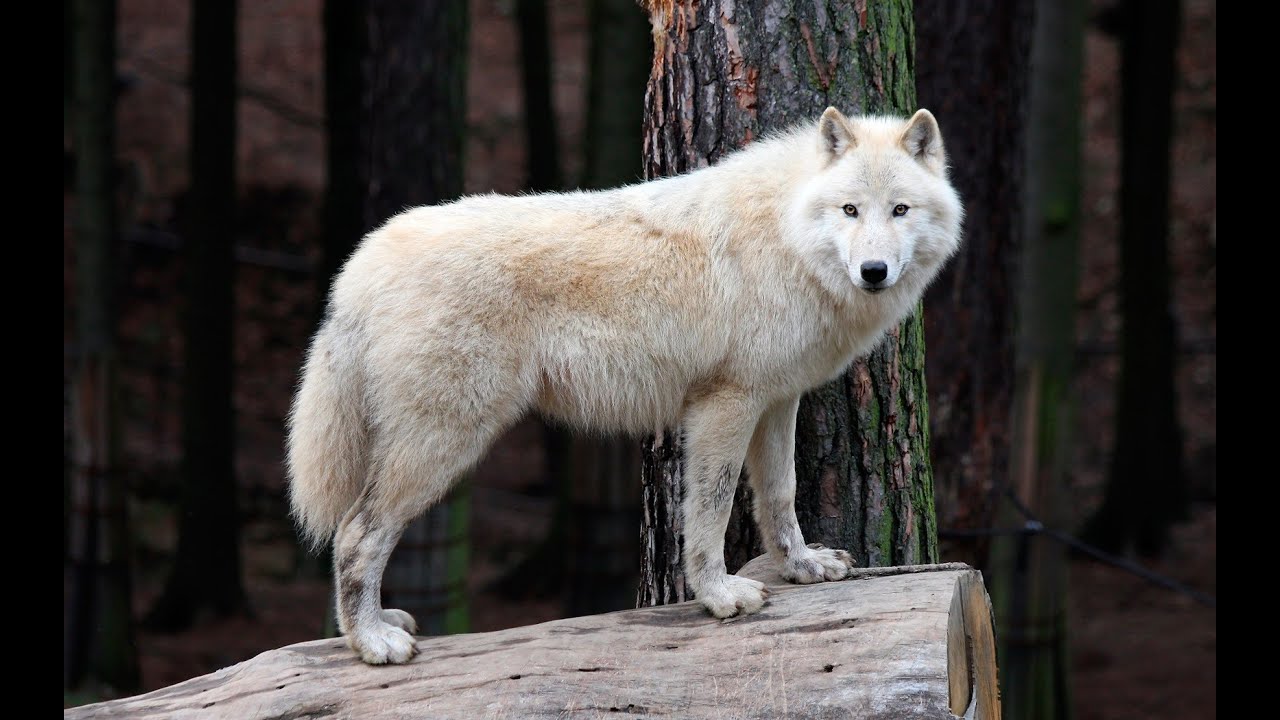 White Arctic Wolf | wildlife photography