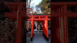 【※No sound】Kitano-tenmangu Shrine 2-2【Kyoto Travel Guide】 #Shorts