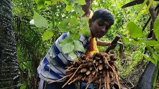 பனங்கிழங்கு வேட்டை | Palmyra Tuber hunt in Village | Karisatti