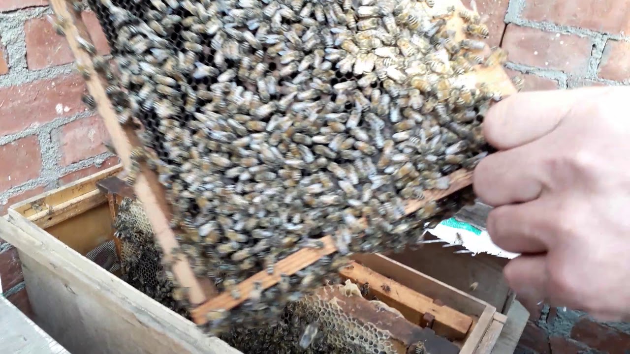 أسهل طرق التقسيم للخلية ٢ #مناحل أولاد يحيى