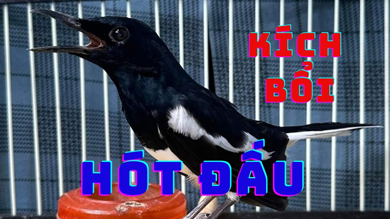 Chòe Than hót giọng rừng kích bổi sổ bọng. Luyện giọng chòe than non. choe than