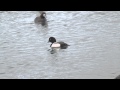 Scaup diving