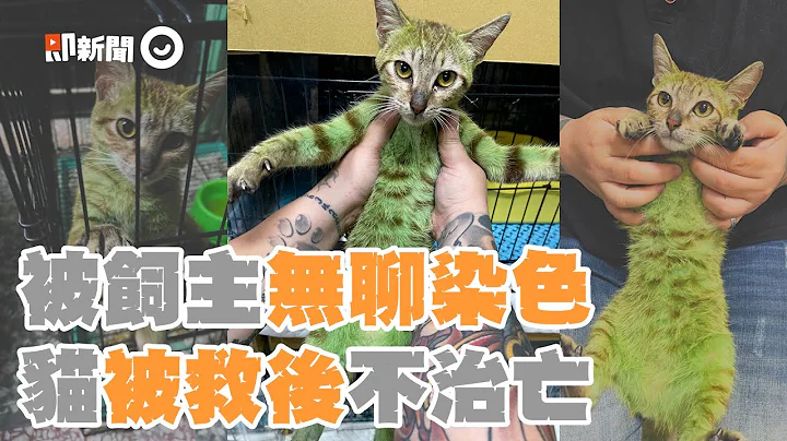 飼主無聊把虎斑貓染色！「綠光仙子」被救後離世...來不及去新家｜寵物｜虐待動物｜綠毛貓 - 天天要聞