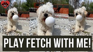 PLAY FETCH WITH ME! - COCKAPOO AND SHICHON DOGS by Meet Pocholo and Luna - OUR TEDDY BEAR DOGS 255 views 1 year ago 1 minute, 28 seconds