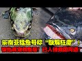 東南亞猛魚號稱“肢解狂魔”！被當成寵物魚后，已入侵我國河道！