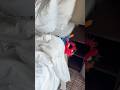 Sleep #animal #funny #comedy #funnyanimal #help #trending #emotional #shorts #sleepaid #sleep