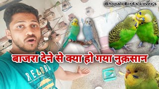 क्या बाजरा देना नुकसानदायक हो सकता है//dekyen video me ₹budgies #food