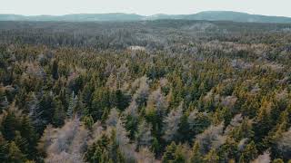 Drone Footage of a Dense Forest - Free Stock Footage and No Copyright Videos