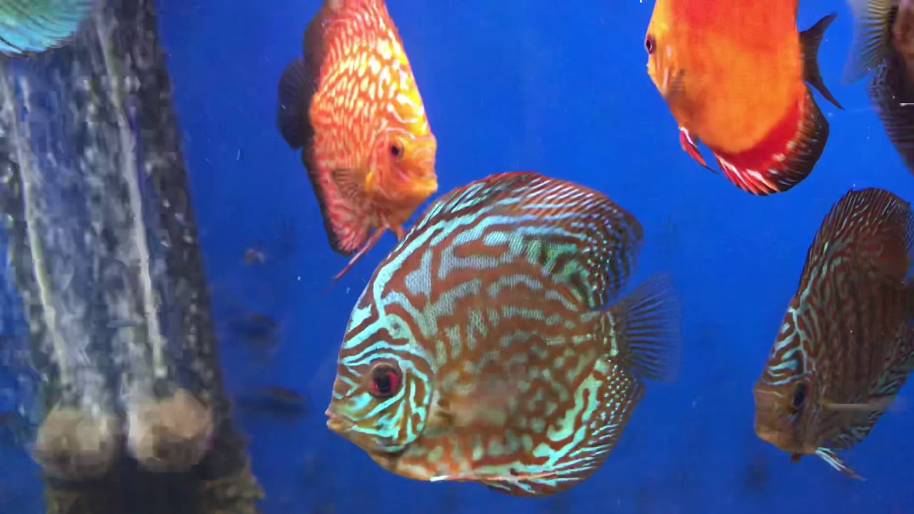 camera iphone 8 plus apk A Discus with Altum Angels Aquarium tank