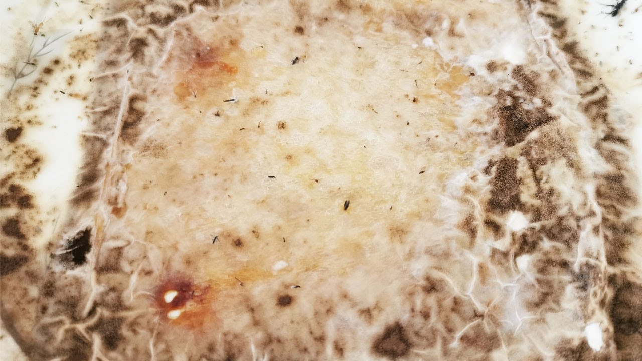 Rotten bread Under The Microscope - YouTube