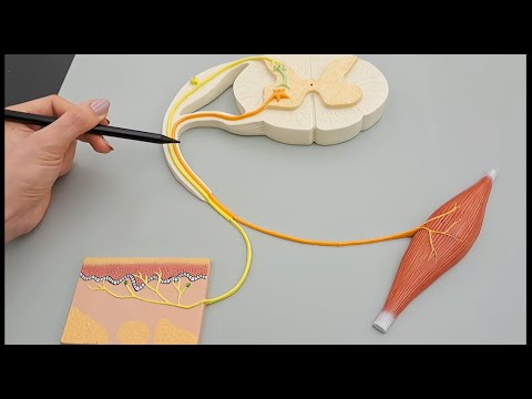 Reflex Arc Anatomy