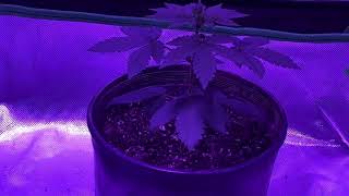 Josh D GMO Cookies!