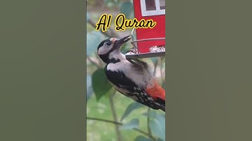 Surah Luqman (Luqman The Wise) 14  | Urdu | Hindi Audio Translation HD | سورة لقمان