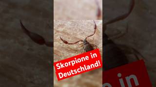 Skorpione bei uns in Deutschland? JA! Und sie sind sogar nützlich.