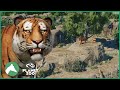 Siberian Tiger Habitat | Elm Hill City Zoo | Planet Zoo