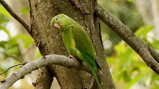 YELLOW-CHEVRONED PARAKEET sings around the nest (BROTOGERIS CHIRIRI), PERIQUITO-DE-ENCONTRO-AMARELO.